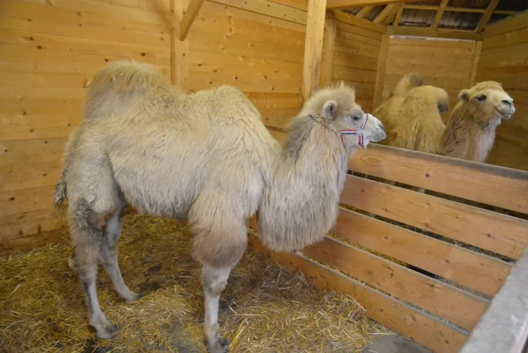 Ljubavna romansa između Đurđice i Romea ponovno se rasplamsava