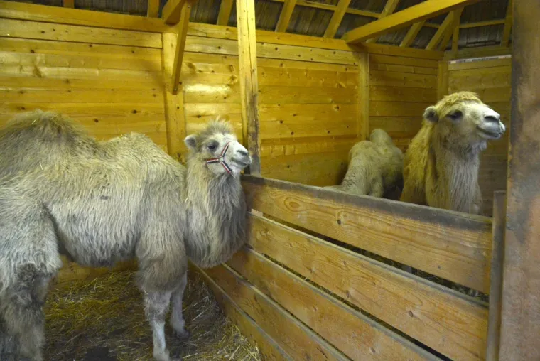 Ljubavna romansa između Đurđice i Romea ponovno se rasplamsava