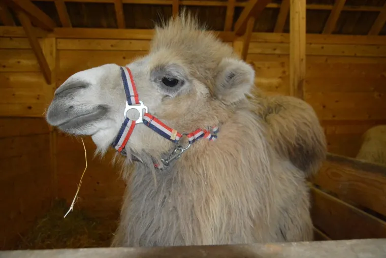 Ljubavna romansa između Đurđice i Romea ponovno se rasplamsava