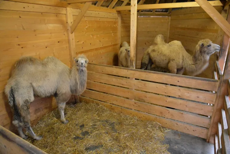 Ljubavna romansa između Đurđice i Romea ponovno se rasplamsava