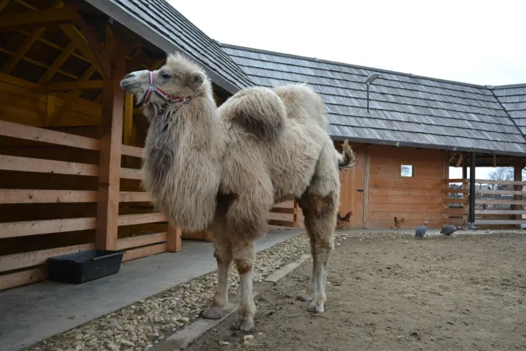 Ljubavna romansa između Đurđice i Romea ponovno se rasplamsava