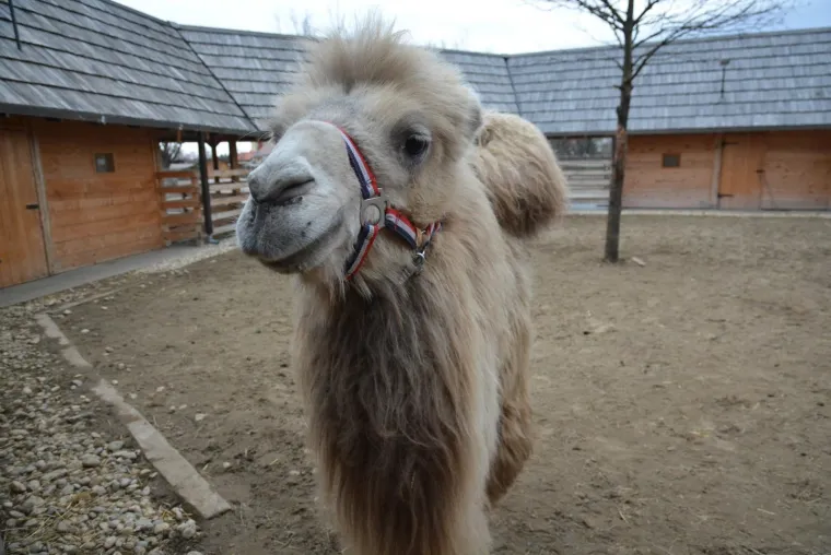 Ljubavna romansa između Đurđice i Romea ponovno se rasplamsava