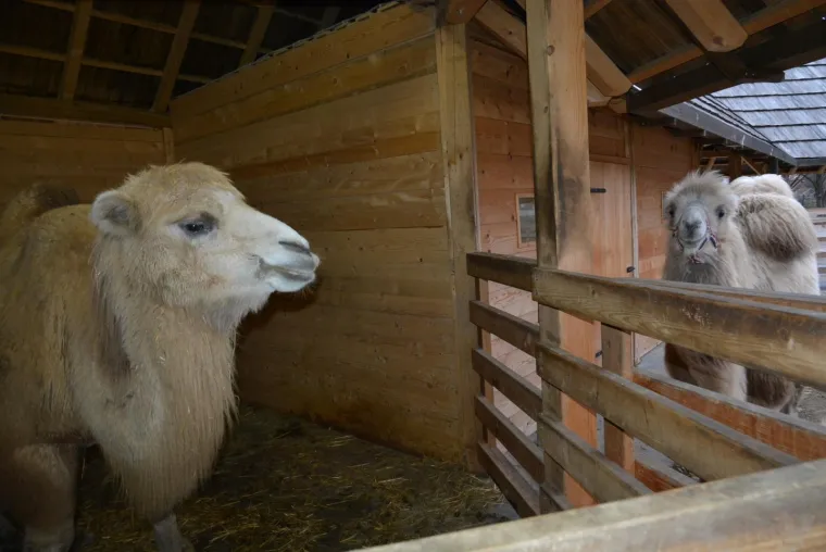 Ljubavna romansa između Đurđice i Romea ponovno se rasplamsava
