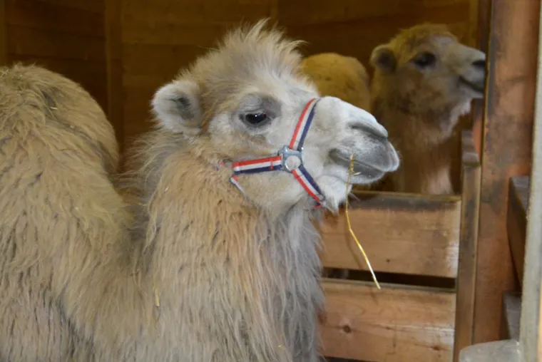 Ljubavna romansa između Đurđice i Romea ponovno se rasplamsava