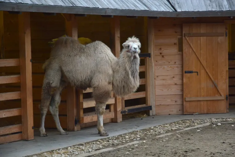 Ljubavna romansa između Đurđice i Romea ponovno se rasplamsava