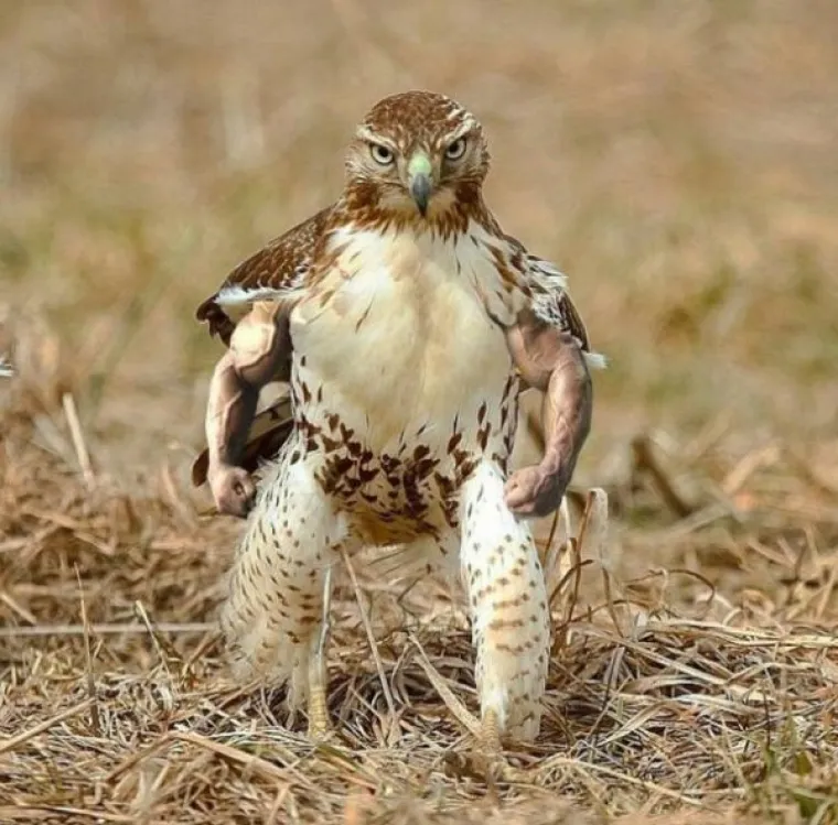 URNEBESNE PHOTOSHOP KATASTROFE: Bez obzira jesu li rezultati namjerni ili slučajni, rezultat je isti