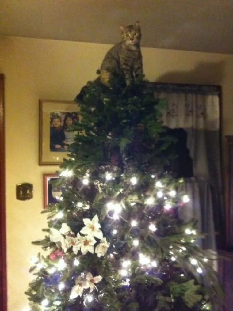 Blagdani s kućnim ljubimcima su čisti kaos! Tko ih ne bi volio