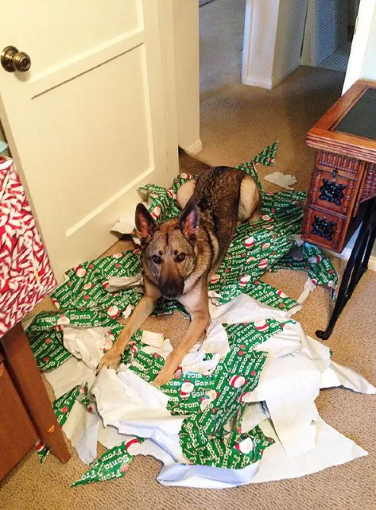 Blagdani s kućnim ljubimcima su čisti kaos! Tko ih ne bi volio