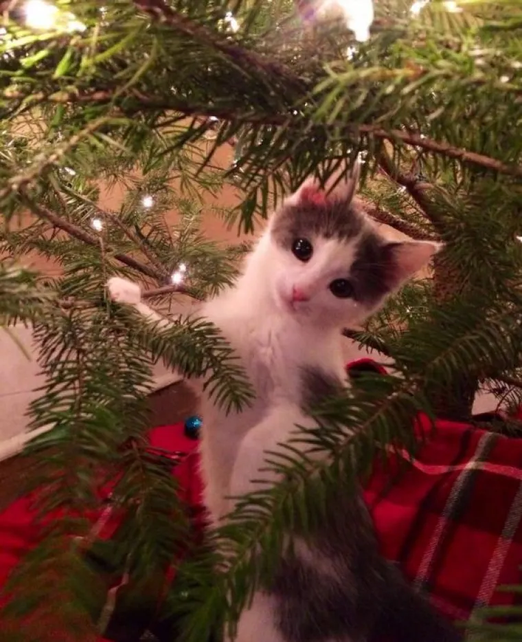 Blagdani s kućnim ljubimcima su čisti kaos! Tko ih ne bi volio