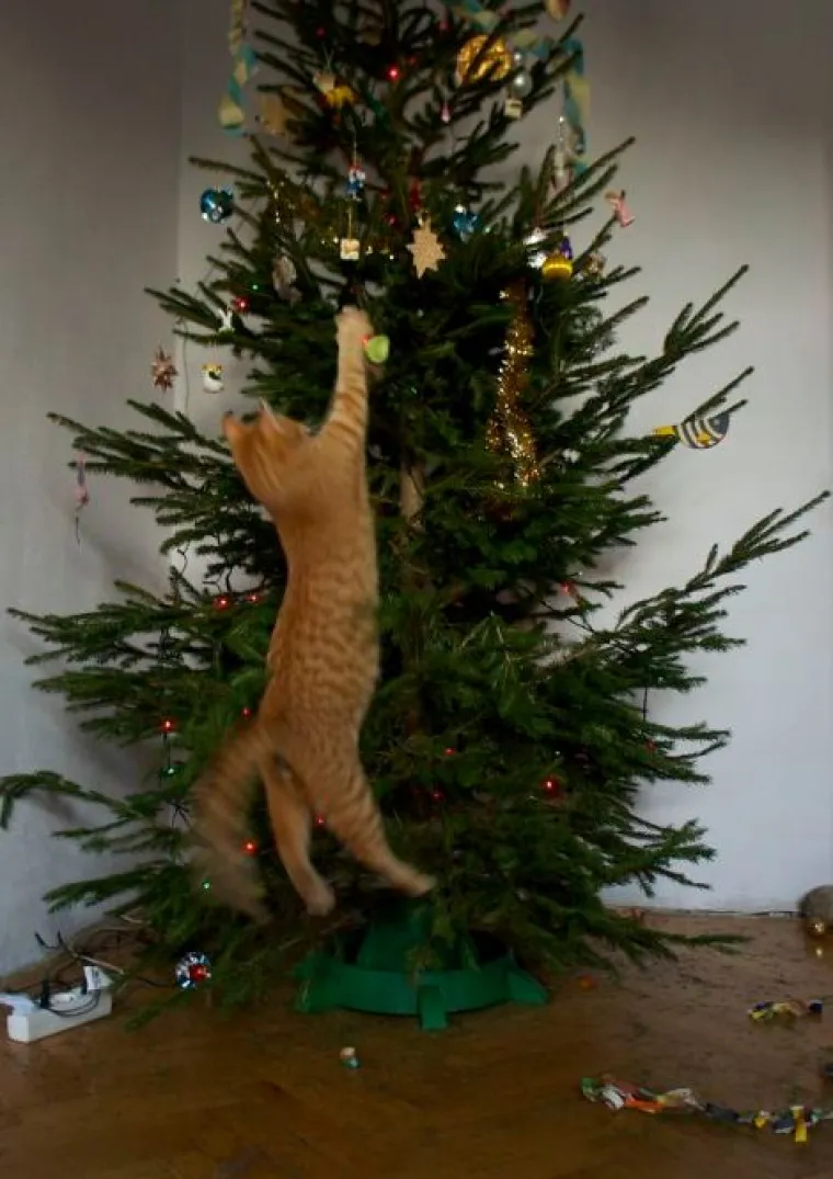 Blagdani s kućnim ljubimcima su čisti kaos! Tko ih ne bi volio