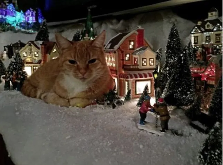 Blagdani s kućnim ljubimcima su čisti kaos! Tko ih ne bi volio