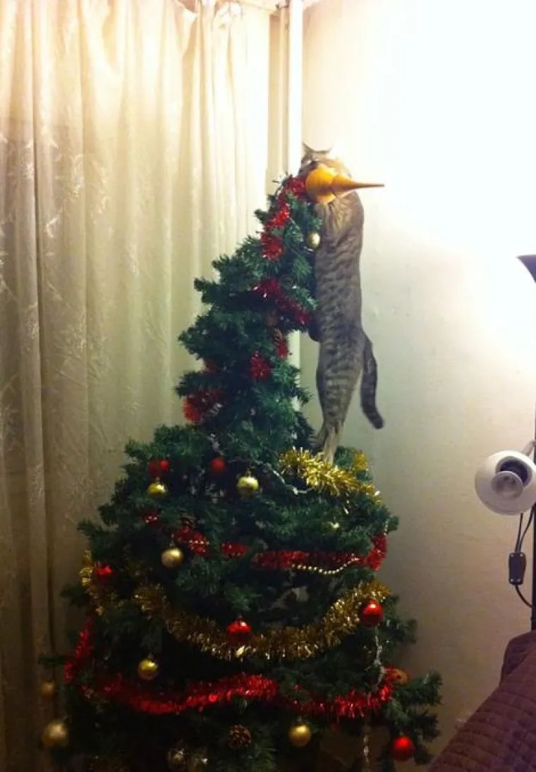 Blagdani s kućnim ljubimcima su čisti kaos! Tko ih ne bi volio