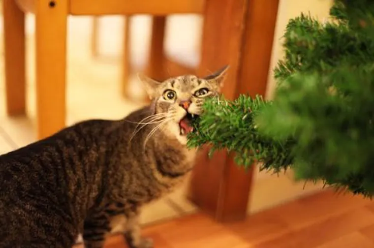 Blagdani s kućnim ljubimcima su čisti kaos! Tko ih ne bi volio