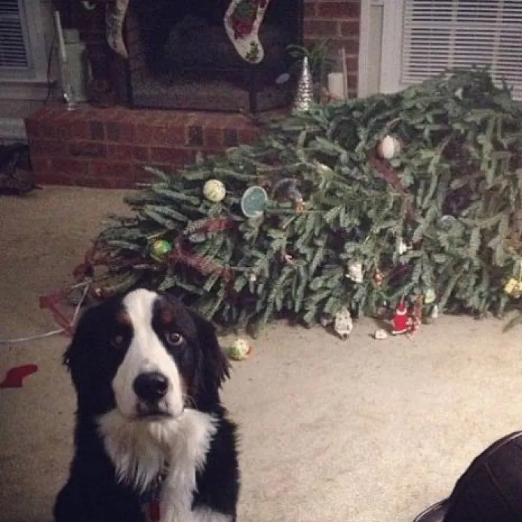 Blagdani s kućnim ljubimcima su čisti kaos! Tko ih ne bi volio