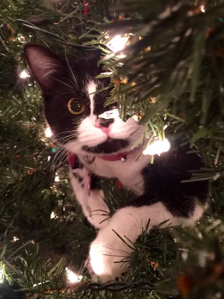 Blagdani s kućnim ljubimcima su čisti kaos! Tko ih ne bi volio