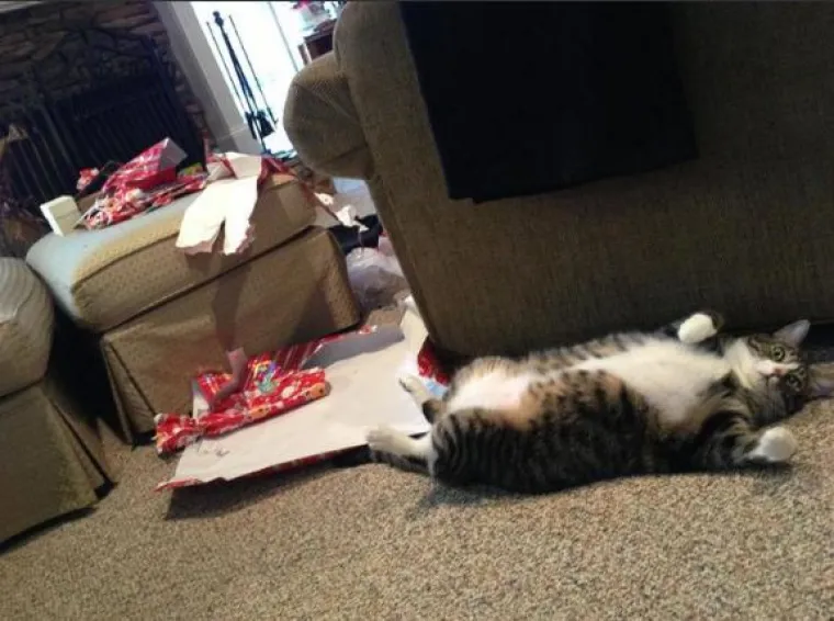 Blagdani s kućnim ljubimcima su čisti kaos! Tko ih ne bi volio