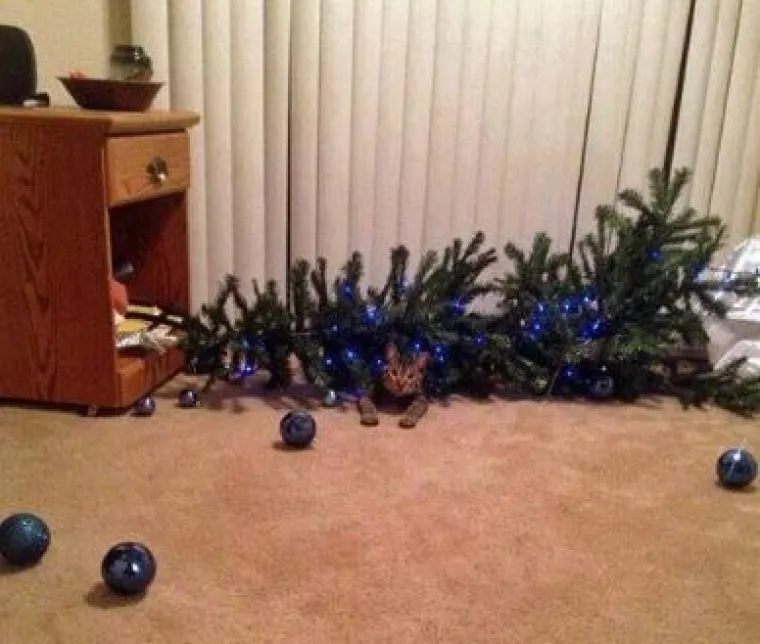 Blagdani s kućnim ljubimcima su čisti kaos! Tko ih ne bi volio