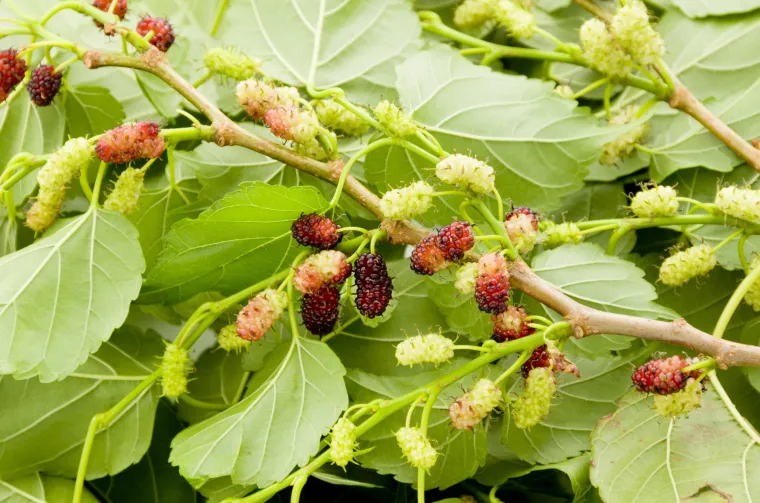 Pet namirnica za koje sigurno niste znali da mogu izazvati halucinacije