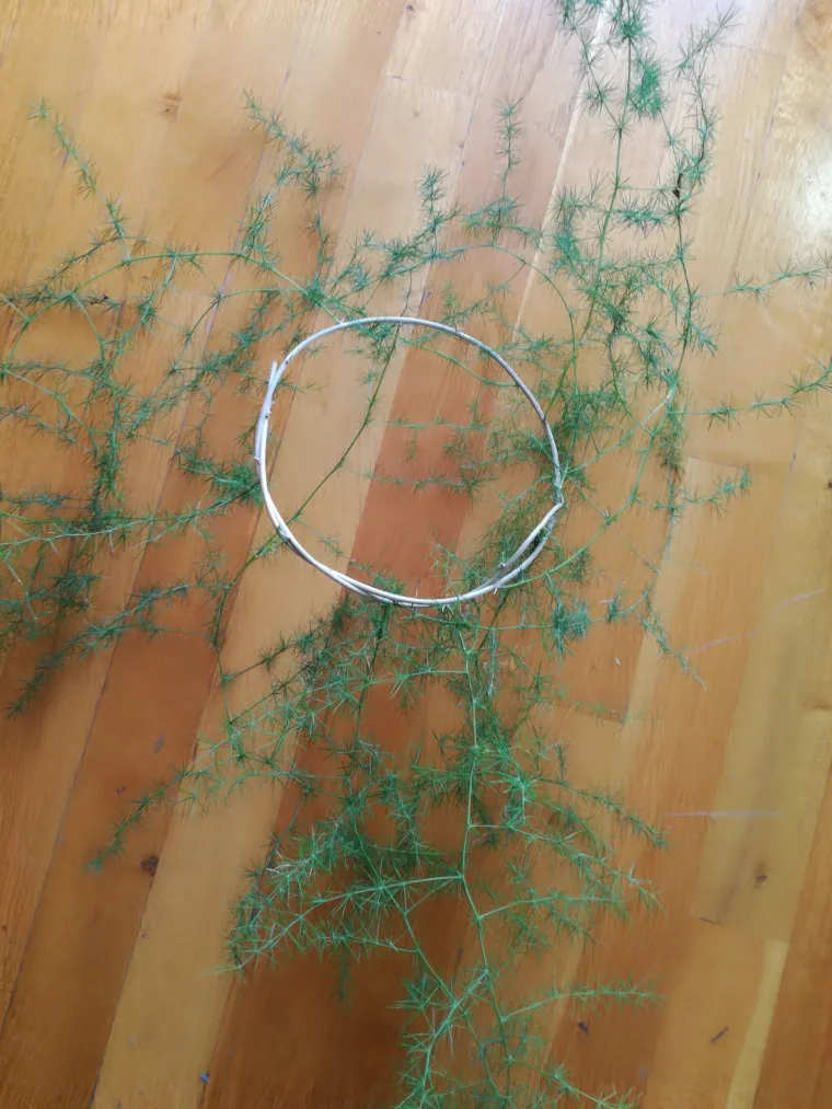 "&Scaron;paroga, poznata gurmanska namirnica, ne mora simbolizirai samo proljeće. U ovim zimskim danima njezine iglice ukrasit će va&scaron; blagdanski stol. Imate li sreće da živite u Primorju, naći ćete ih u izobilju.  Uberite par izdanaka &scaron;parožnica, toplo preporučuje smatrije biljke jer im je stabljika tamno zelene boje, a iglice su čvr&scaron;će. Zamotajte ih u vijenac, u sredini ostavite mjesta za svijeću. Možete ih ukrasiti i lampicama. Praktično je koristiti one na baterije kako biste vijenčić mogli premije&scaron;tati. Dojam je nevjerojatan. Jednostavnost biljke, bjelina umjetnog snijega i decentnost lampica bit će savr&scaron;en ukras za blagdanski stol", poručuje Emina Herceg, autorica blagdanskog vjenčića od &scaron;paroga.