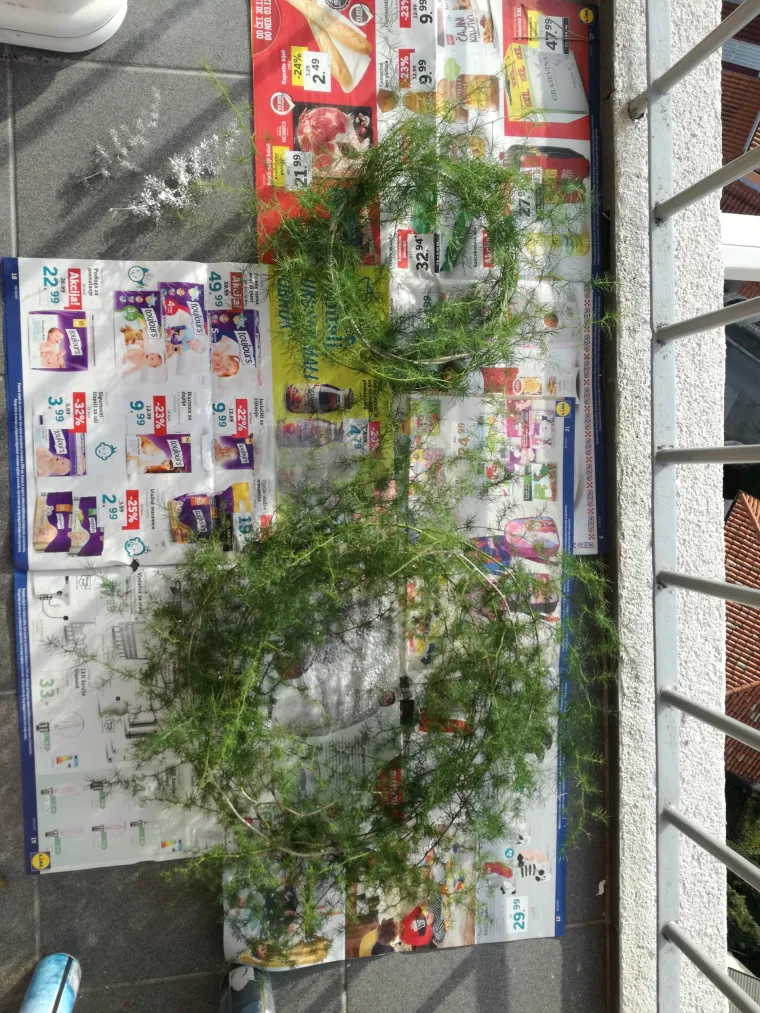 "&Scaron;paroga, poznata gurmanska namirnica, ne mora simbolizirai samo proljeće. U ovim zimskim danima njezine iglice ukrasit će va&scaron; blagdanski stol. Imate li sreće da živite u Primorju, naći ćete ih u izobilju.  Uberite par izdanaka &scaron;parožnica, toplo preporučuje smatrije biljke jer im je stabljika tamno zelene boje, a iglice su čvr&scaron;će. Zamotajte ih u vijenac, u sredini ostavite mjesta za svijeću. Možete ih ukrasiti i lampicama. Praktično je koristiti one na baterije kako biste vijenčić mogli premije&scaron;tati. Dojam je nevjerojatan. Jednostavnost biljke, bjelina umjetnog snijega i decentnost lampica bit će savr&scaron;en ukras za blagdanski stol", poručuje Emina Herceg, autorica blagdanskog vjenčića od &scaron;paroga.