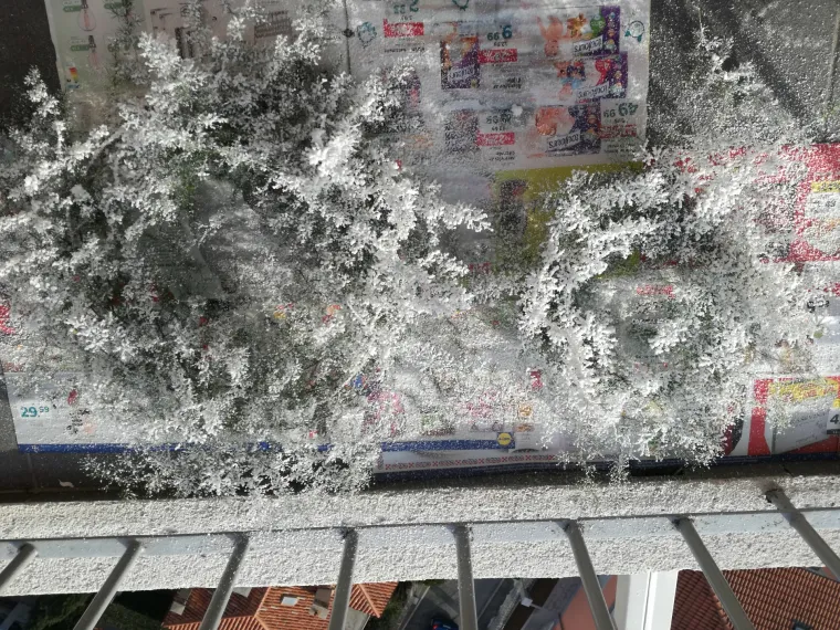 "&Scaron;paroga, poznata gurmanska namirnica, ne mora simbolizirai samo proljeće. U ovim zimskim danima njezine iglice ukrasit će va&scaron; blagdanski stol. Imate li sreće da živite u Primorju, naći ćete ih u izobilju.  Uberite par izdanaka &scaron;parožnica, toplo preporučuje smatrije biljke jer im je stabljika tamno zelene boje, a iglice su čvr&scaron;će. Zamotajte ih u vijenac, u sredini ostavite mjesta za svijeću. Možete ih ukrasiti i lampicama. Praktično je koristiti one na baterije kako biste vijenčić mogli premije&scaron;tati. Dojam je nevjerojatan. Jednostavnost biljke, bjelina umjetnog snijega i decentnost lampica bit će savr&scaron;en ukras za blagdanski stol", poručuje Emina Herceg, autorica blagdanskog vjenčića od &scaron;paroga.