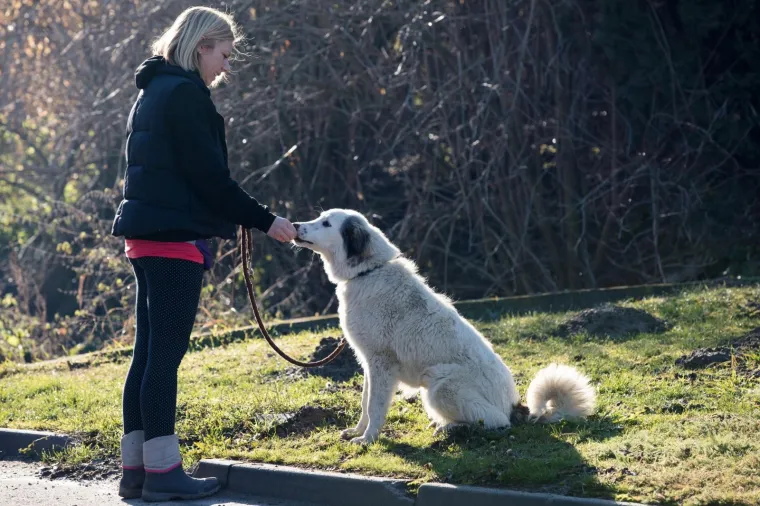 Osijek: Organiziran Božićni ručak u azilu kao zahvala svim volonterima i prijateljima azila