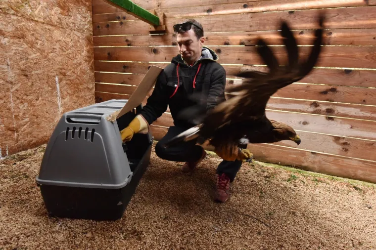 29.04.2017., Ljubičići - Suri orao koji se oporavljao u Sokolarskom centru pokraj Šibenika od posljedica ranjavanja pušten je danas u prirodu na vidikovcu Rogovo iznad kanjona Među gredama u Nacionalnome parku Krka.