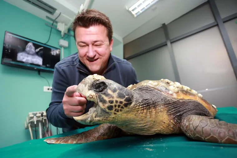 20.04.2017., Veterinarska stanica Vet-Vision, Split - Veterinar Mario Gavranović i kornjača s područja Hvara.