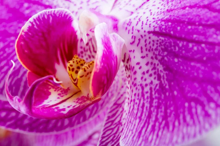 02.04.2017., Rijeka - Kaćunovke ili Orhideje naziv je za sve biljke iz porodice Orchidaceae. Cijela porodica je dobila ime po dva gomoljasta korijena koja oblikom podsjećaju na mo&scaron;nje.