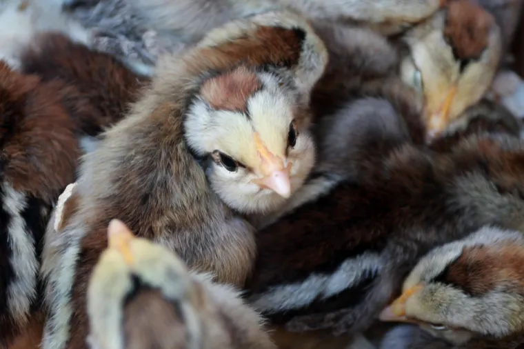 15.04.2017., Sinj - Prodaja pilića uoči Uskrsa na gradskoj tržnici.