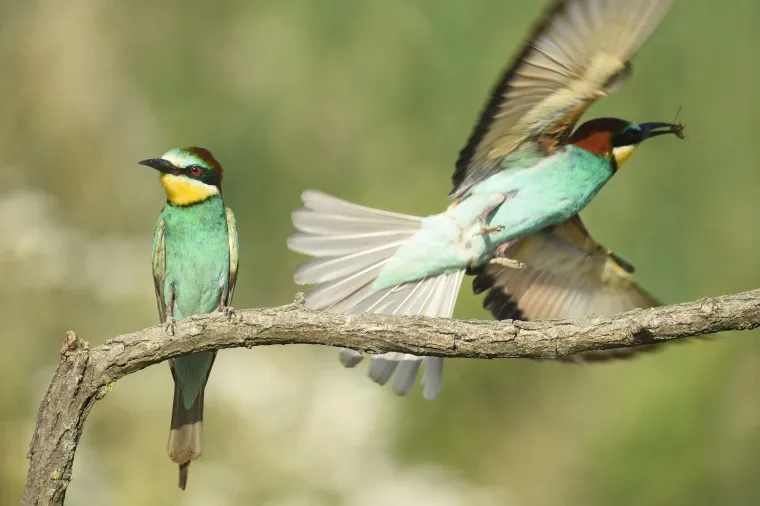 10.07.2017., Čakovec - Ptice pčelarice (European bee eater) u lovu na hranu.
