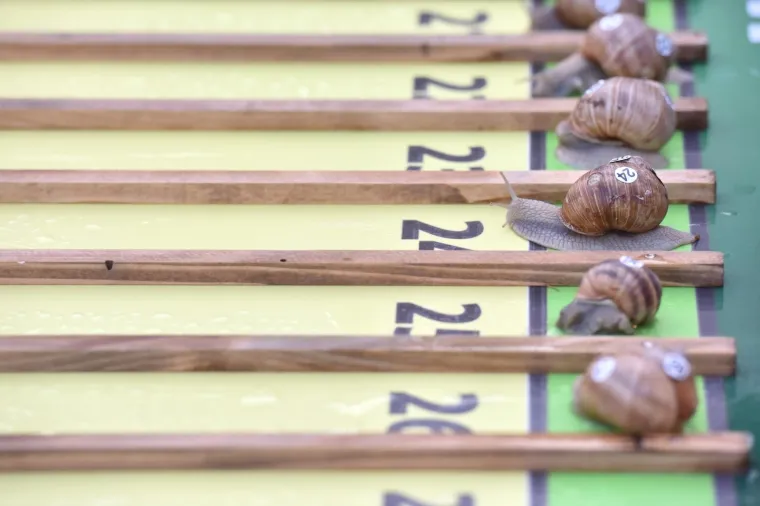 22.07.2017., Benkovac  - U sklopu Benkovačkog kulturnog ljeta Grad Benkovac i Turistička zajednica Grada Benkovca vec &scaron;estu godinu za redom organiziraju manifestaciju Puževim korakom. Radi se o gastro manifestaciji pripreme i degustacije puževa. Posjetitelji su imali prilike degustirati puževe pripravljene po raznim recepturama. U sklopu manifestacije održano je i 6. prvenstvo Hrvatske u utrci puževa.
