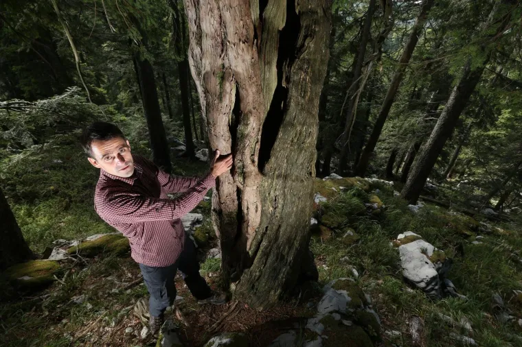 06.09.2017., Delnice - Stare &scaron;ume Mrkoplja bogate &scaron;umskim biljem i raslinjem kriju i jedno od najdugovječnijih stabala tise u ovom djelu Europe. Kako navodi inženjer &scaron;umarstva i revirnik u Mrkoplju, Marko Perković, stablo tise latinskog naziva Taxus baccata, staro je preko dvije tisuće godina. Veći dio stabla je zbog starosti istrunuo, međutim postoje jo&scaron; zdravi dijelovi, tako je kro&scaron;nja ovog biljnog metuzalema jos uvijek svježa i zelena. Kako navodi inženjer Perković tisa je zakonom za&scaron;tićeno drvo, a može doživjeti i tri tisuće godina. Zanimljivost ovog stabla je i u tome da je vrlo otrovno, tako stotinjak malenih listića ovog zimzelena može usmrtiti odraslog čovjeka. Mrkopaljska tisa živi na vrlo nepristupačnom terenu, a kako navodi Marko Perković vjerojatno je i to jedan od razloga za njen dugi život.