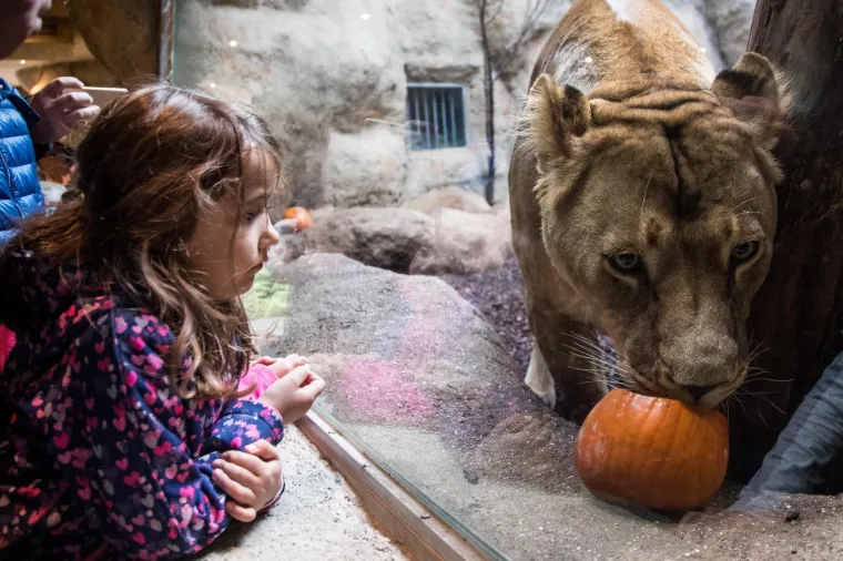 28.10.2017., Zagreb - Povodom Noći vje&scaron;tica u Zoolo&scaron;kom vrtu  životinje su dobile svoju hranu serviranu u ukra&scaron;enim bundevama. Lav.