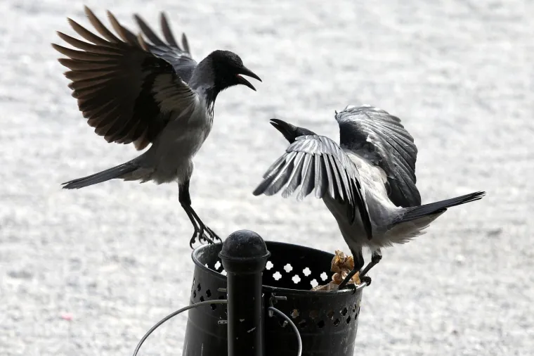 03.10.2017., Zagreb - Za vrane koje su jako česte u gradovima smatra se da mogu biti agresivne prema ljudima, ali scene sukoba oko ostataka u kanti za smeće pokazuju da nisu nista blaže niti prema  "svojima".