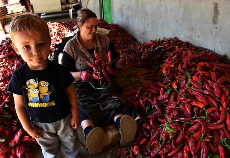 11.10.2017., Donja Lokosnica, Srbija - U Donjoj Lokosnici, selu nadomak Leskovca, već danima je sve u znaku crvenog povrtlarskog blaga, paprike. Selo sa 320 domaćinstava, od druge polovice kolovoza do sredine  listopada, okićeno je vijencima crvene paprike. U selu se uzgaja i autohtona vrsta paprike koja se su&scaron;i na prirodni način, nanizana na vijence, i melje u kućnim radionicama.