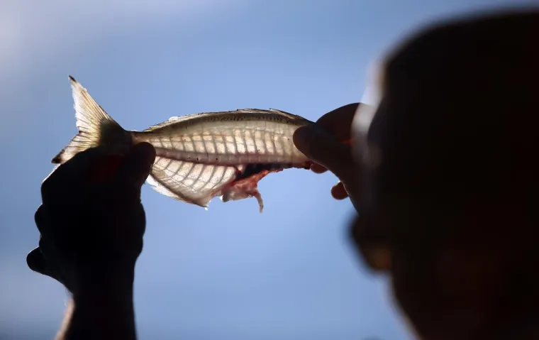 16.10.2017., Dugi otok - Svježe ulovljena, oči&scaron;cena i filetirana divlja orada.
