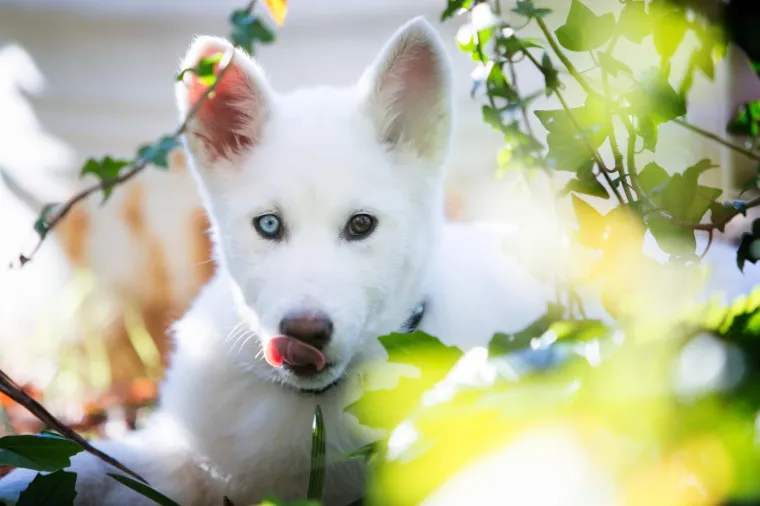 04.12.2017.,  Rijeka - &Scaron;tene aljaskog malamuta.