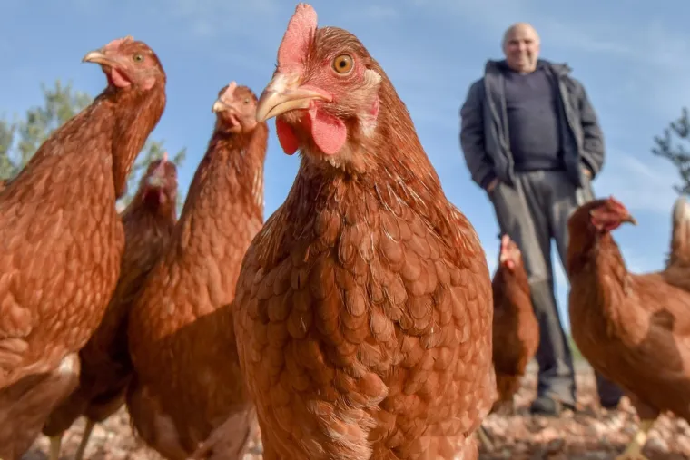 06.12.2017., Zadar - Miodrag Desa vlasnik je opg-a za proizvodnju maslinovog ulja. Uzorni je maslinar, proizvođac ulja iz sustava ekoloske proizvodnje i jaja s registrirane farme koko&scaron;i nesilica u slobodnom uzgoju u masliniku. Zbog uvijeta u kojem kokosi žive, mnogi njegovu farmu nazivaju hotelom za perad. Kamp prikolicu preuredio je u pokretni koko&scaron;injac, te se koko&scaron;injac pomiče po masliniku svakih 15 dana. U mobilnom hotelu ima mjesta za  720 slobodnih koko&scaron;i.