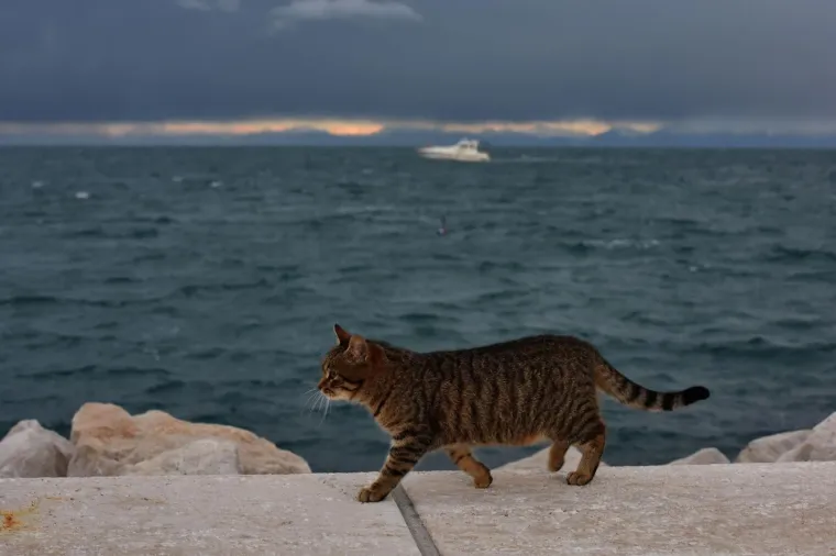 SLOVENIJA JE OBJAVILA PRIMJENU ARBITRAŽE: Pogledajte kako danas izgleda stanje u Savudrijskoj vali