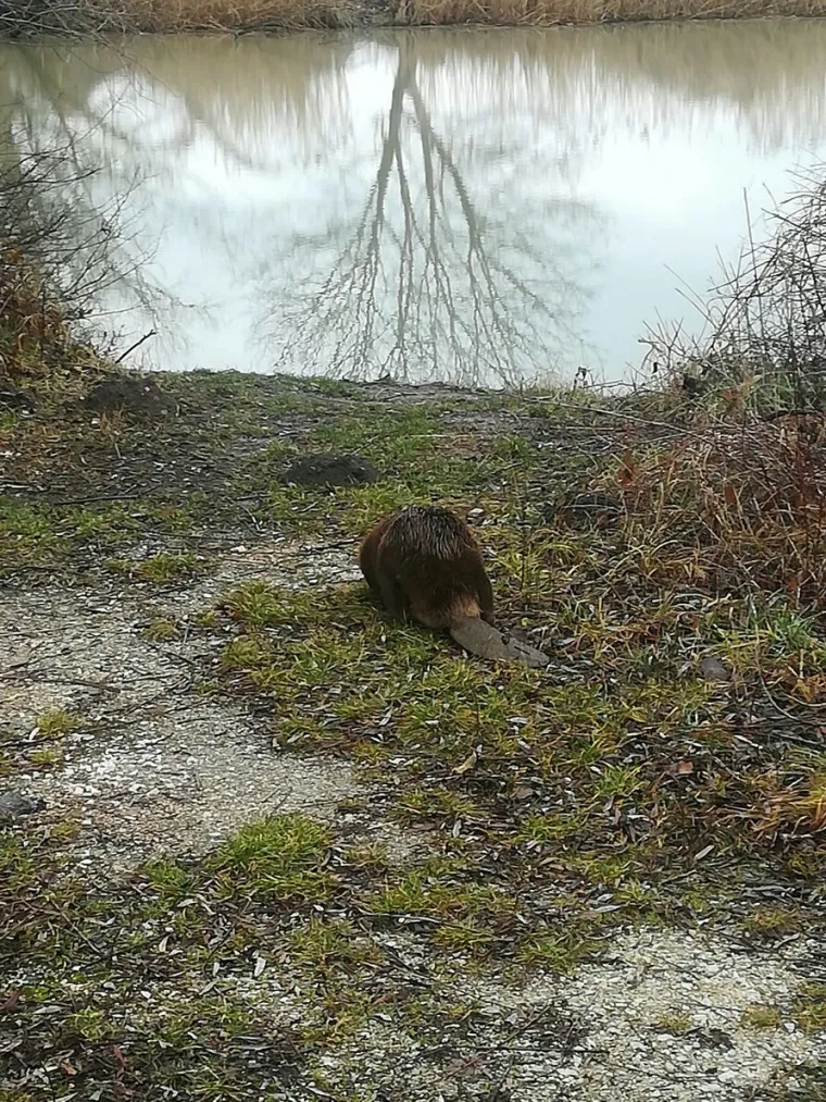 Dabar &Scaron;tefek vraćen u prirodu: pronađen onemoćao prije dva tjedna u zagrebačkom Zapruđu, izvrsno se oporavio