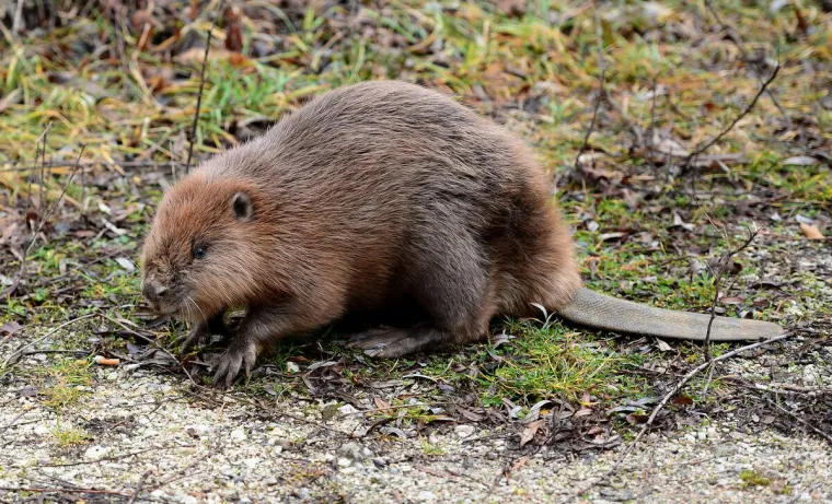 Dabar &Scaron;tefek vraćen u prirodu: pronađen onemoćao prije dva tjedna u zagrebačkom Zapruđu, izvrsno se oporavio