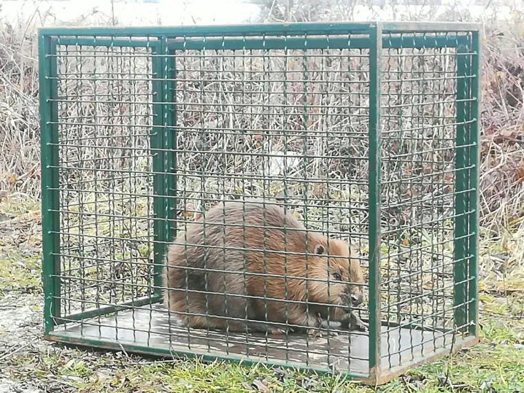 Dabar &Scaron;tefek vraćen u prirodu: pronađen onemoćao prije dva tjedna u zagrebačkom Zapruđu, izvrsno se oporavio