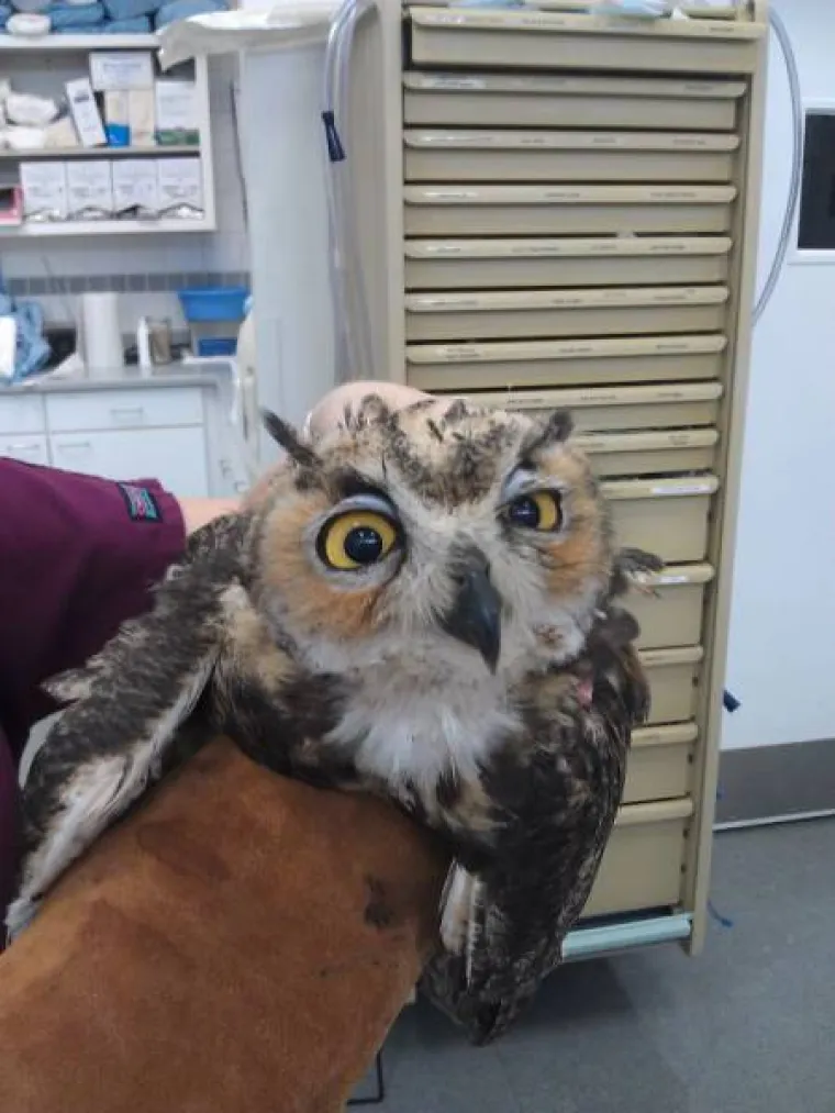 SNIMILI FACE SVOJIH LJUBIMACA PO POVRATKU OD VETERINARA: Slatki prizori &scaron;a&scaron;avaca mogli bi vam popraviti dan