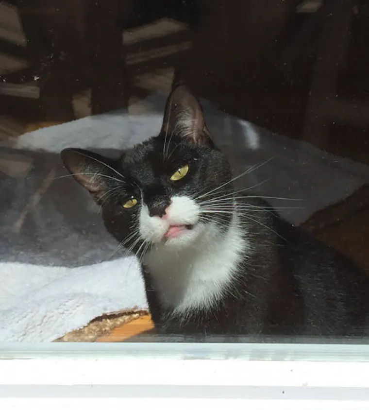 SNIMILI FACE SVOJIH LJUBIMACA PO POVRATKU OD VETERINARA: Slatki prizori &scaron;a&scaron;avaca mogli bi vam popraviti dan