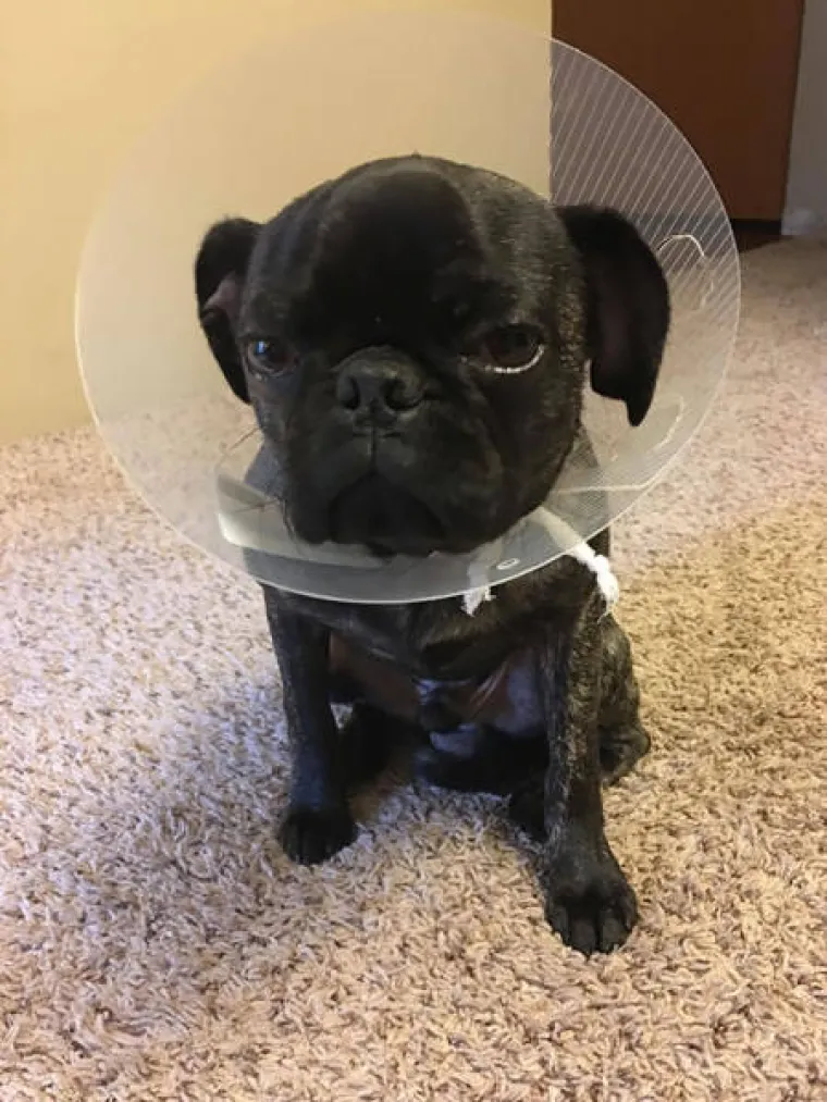 SNIMILI FACE SVOJIH LJUBIMACA PO POVRATKU OD VETERINARA: Slatki prizori &scaron;a&scaron;avaca mogli bi vam popraviti dan