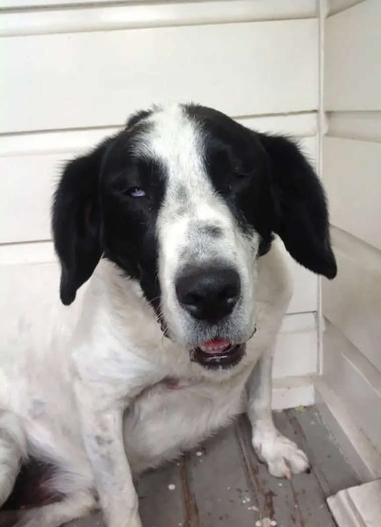 SNIMILI FACE SVOJIH LJUBIMACA PO POVRATKU OD VETERINARA: Slatki prizori &scaron;a&scaron;avaca mogli bi vam popraviti dan