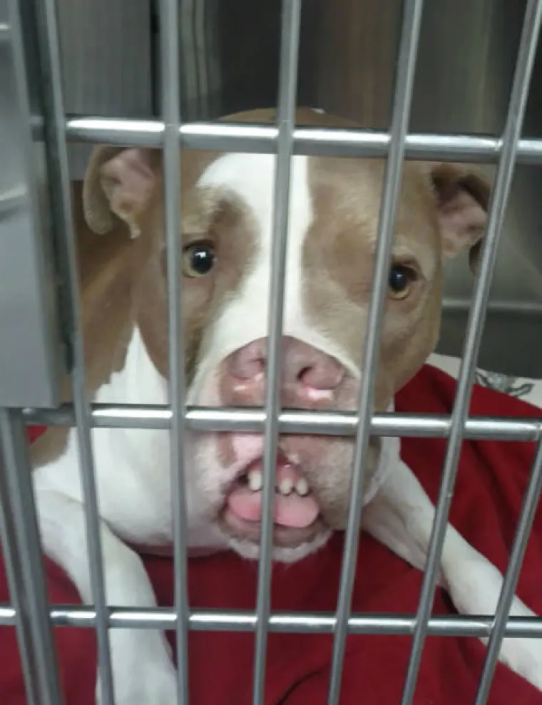 SNIMILI FACE SVOJIH LJUBIMACA PO POVRATKU OD VETERINARA: Slatki prizori &scaron;a&scaron;avaca mogli bi vam popraviti dan