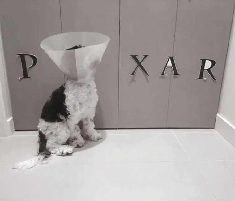 SNIMILI FACE SVOJIH LJUBIMACA PO POVRATKU OD VETERINARA: Slatki prizori &scaron;a&scaron;avaca mogli bi vam popraviti dan