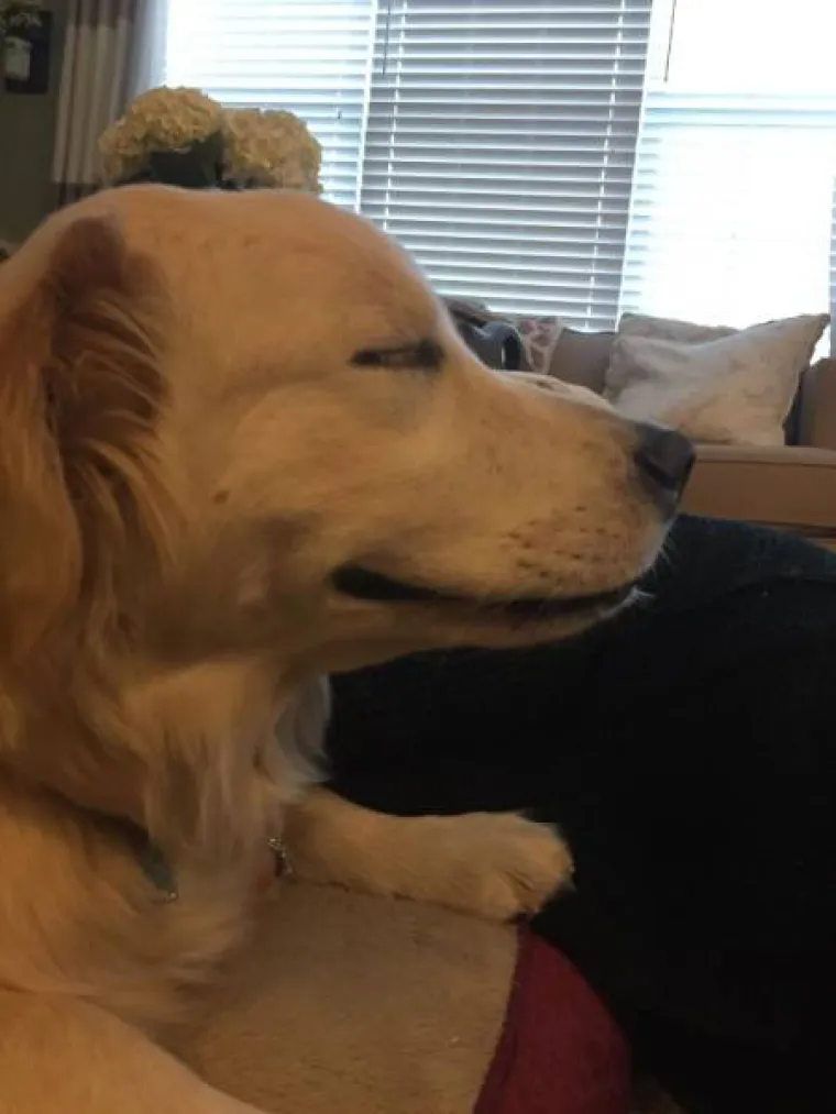 SNIMILI FACE SVOJIH LJUBIMACA PO POVRATKU OD VETERINARA: Slatki prizori &scaron;a&scaron;avaca mogli bi vam popraviti dan